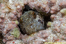 blenny